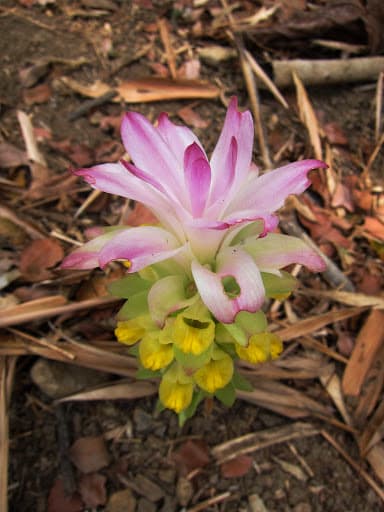 Temulawak