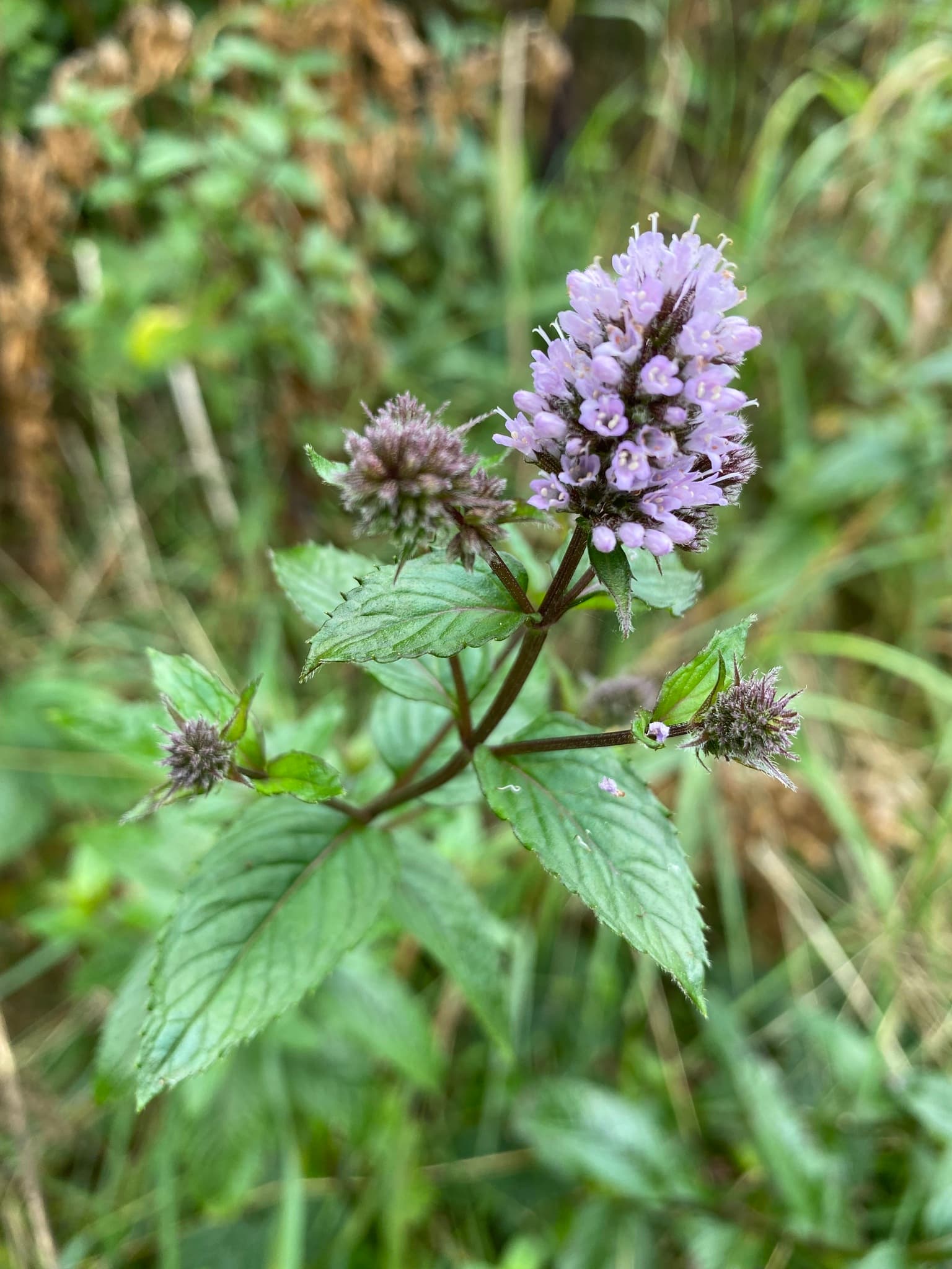 Menta