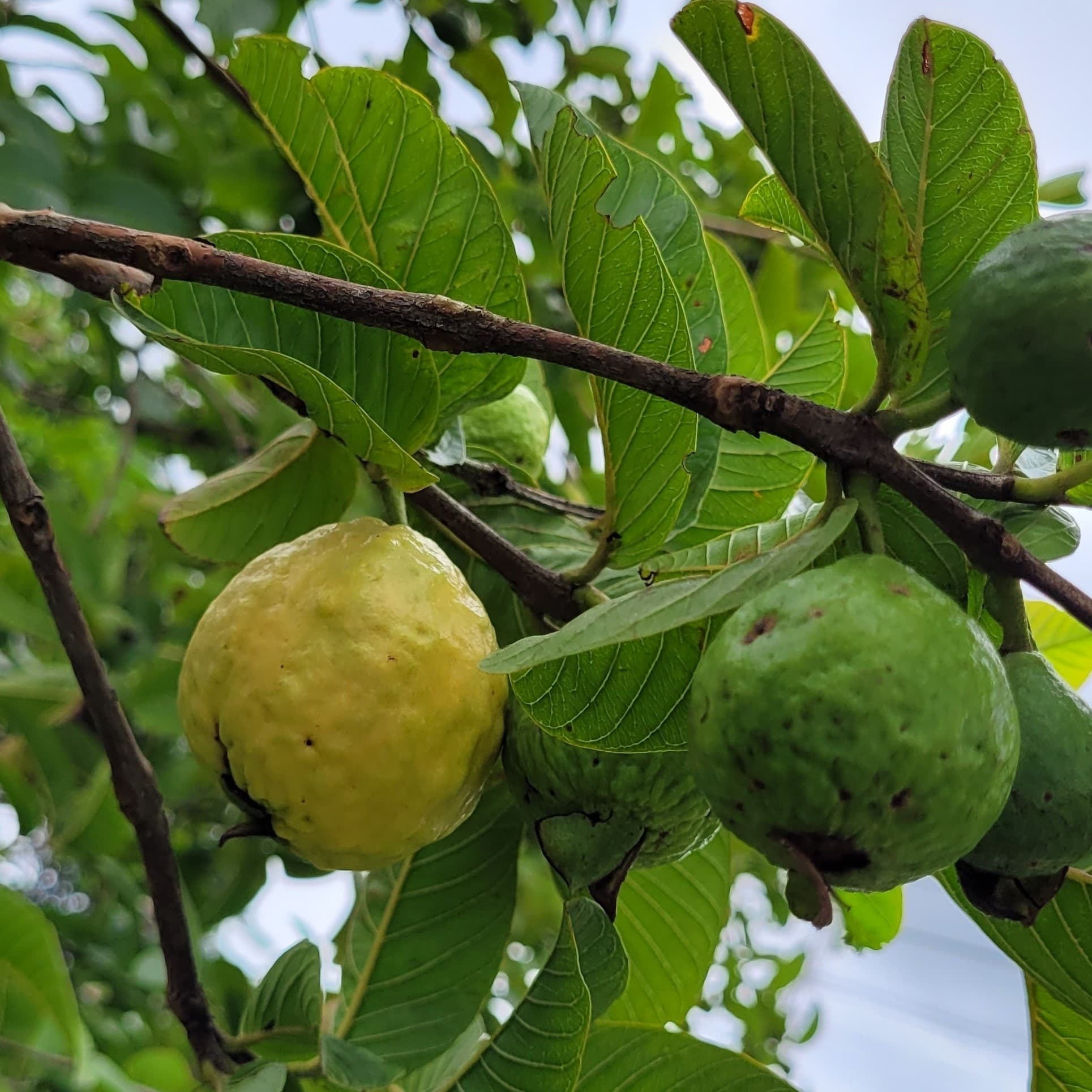Daun Jambu Biji