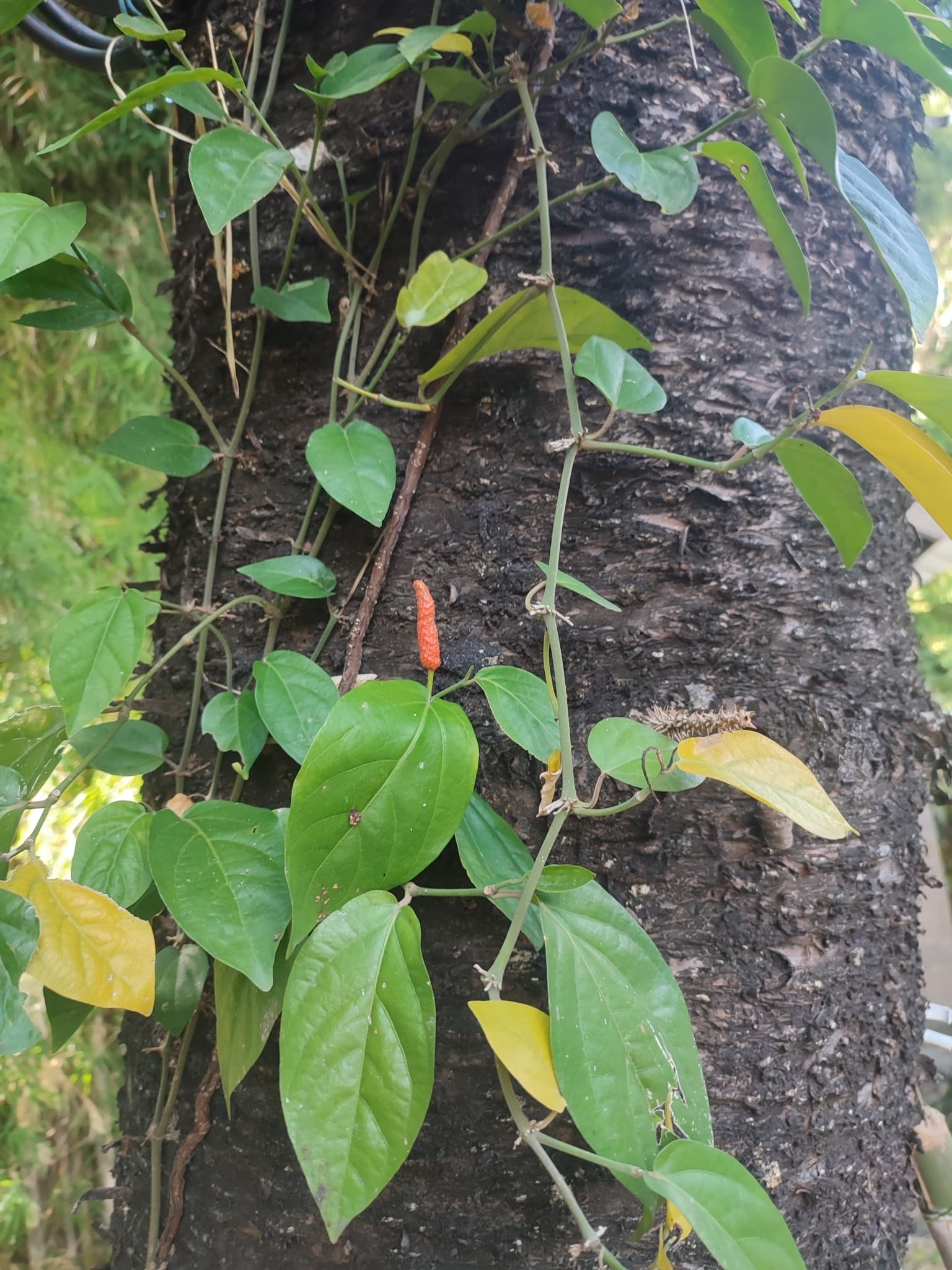 Cabe Jawa