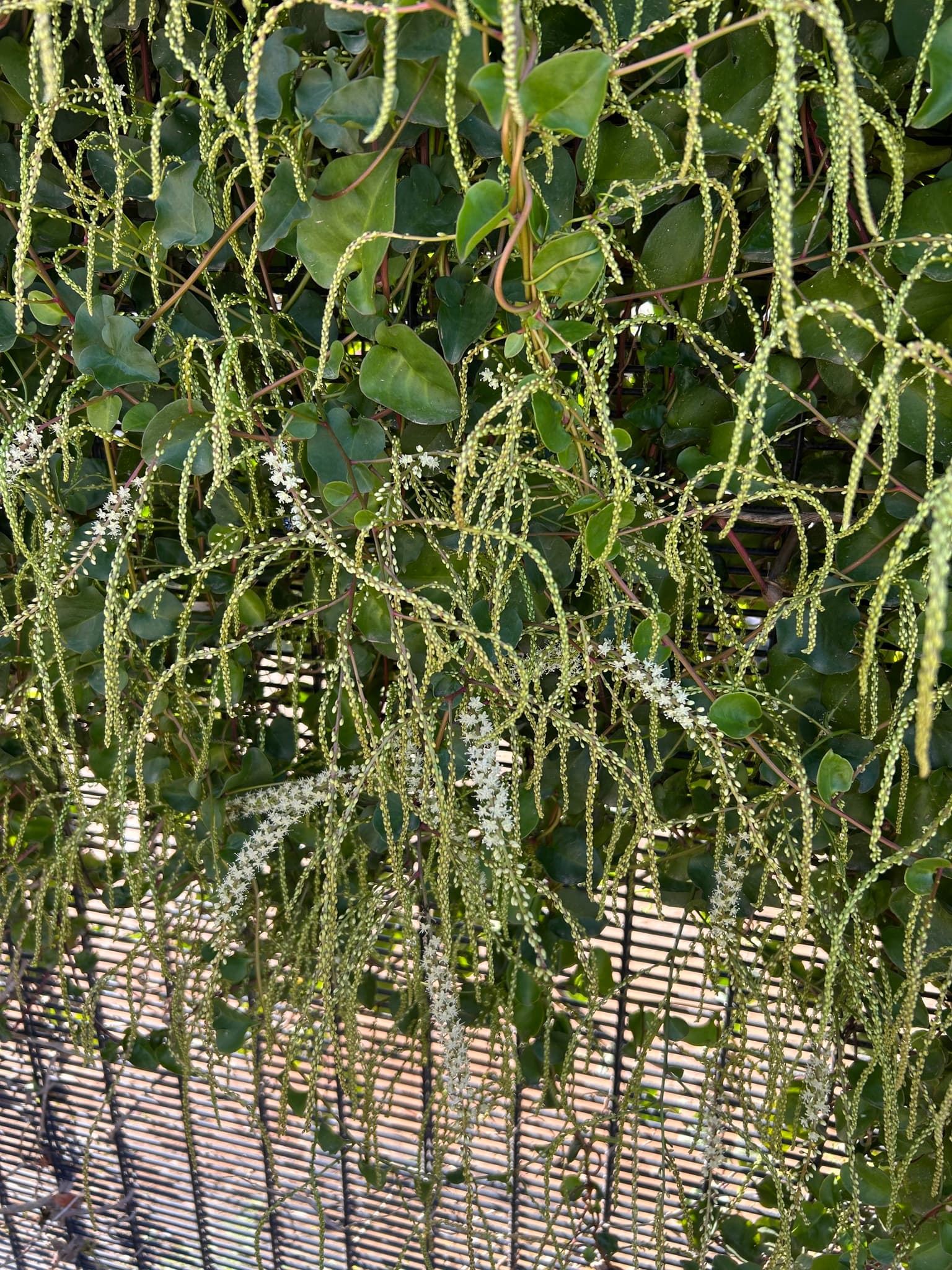 Binahong