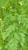 Daun Kelor