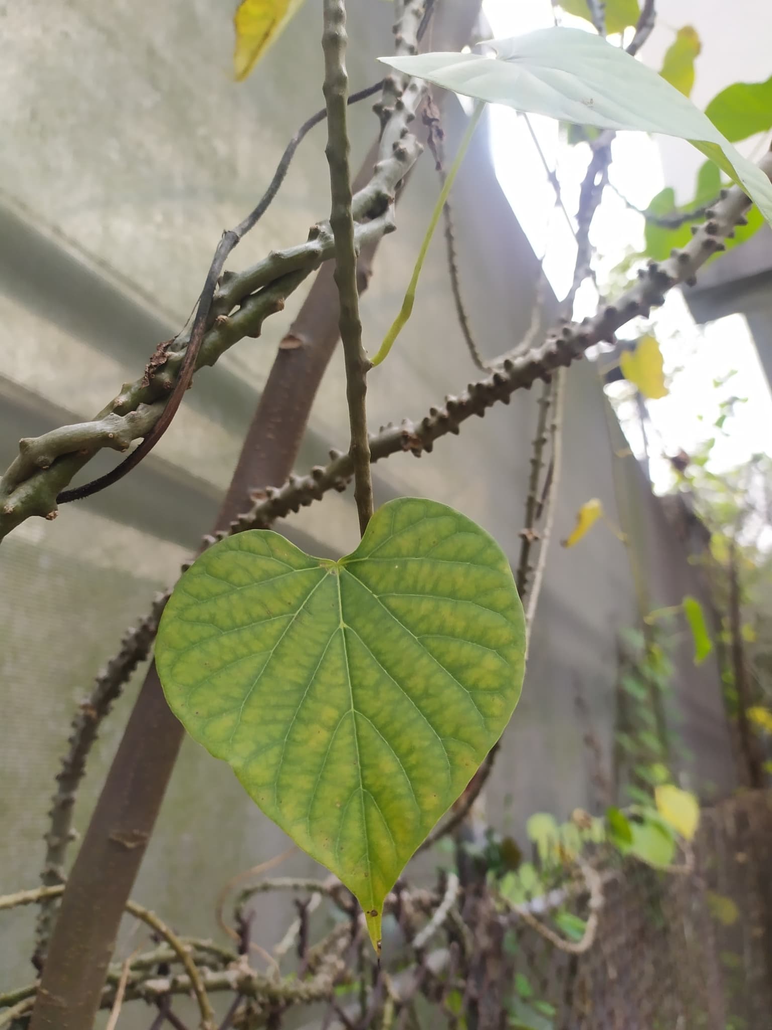 Brotowali