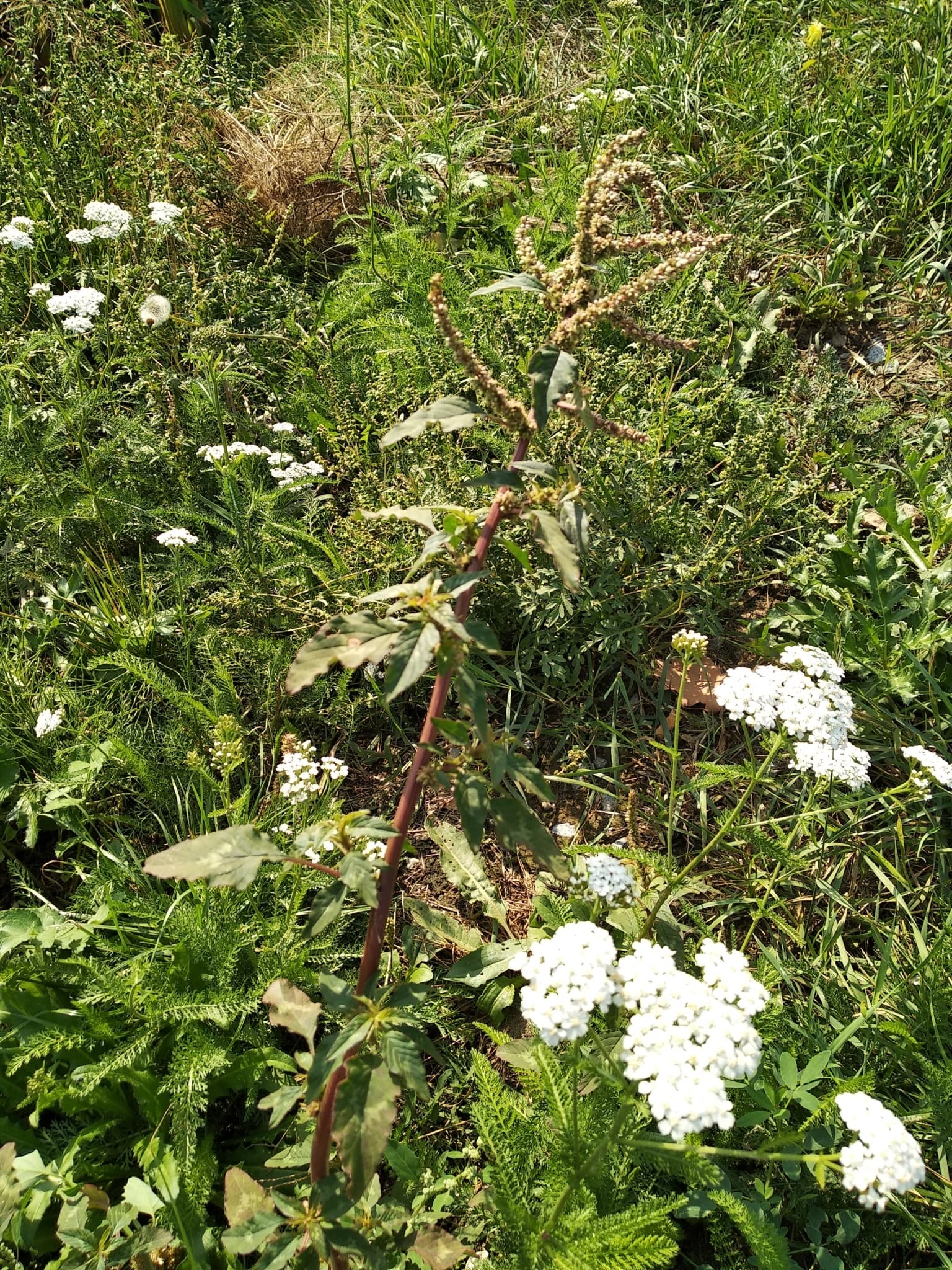 Bayam Duri