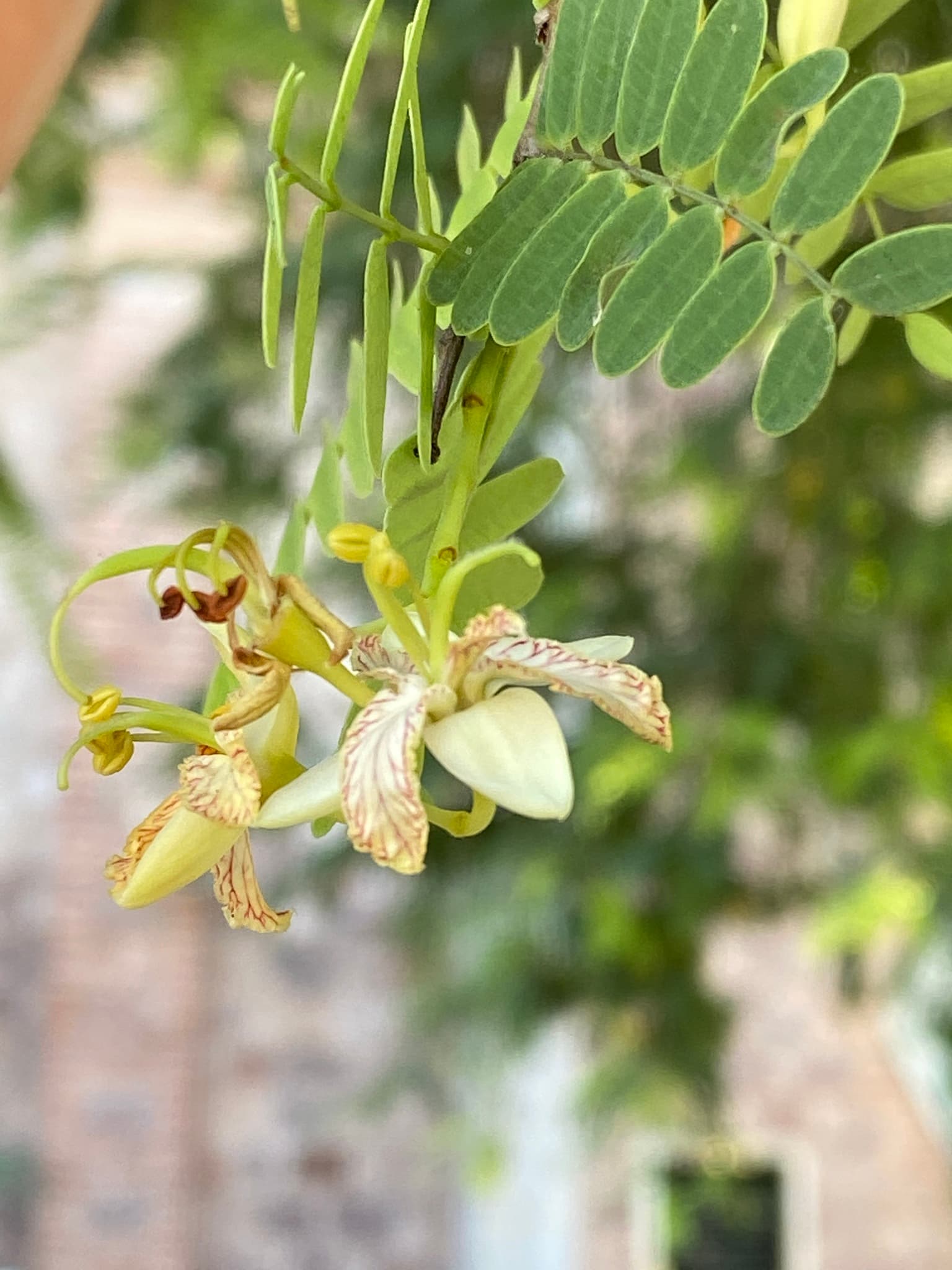 Asam Jawa