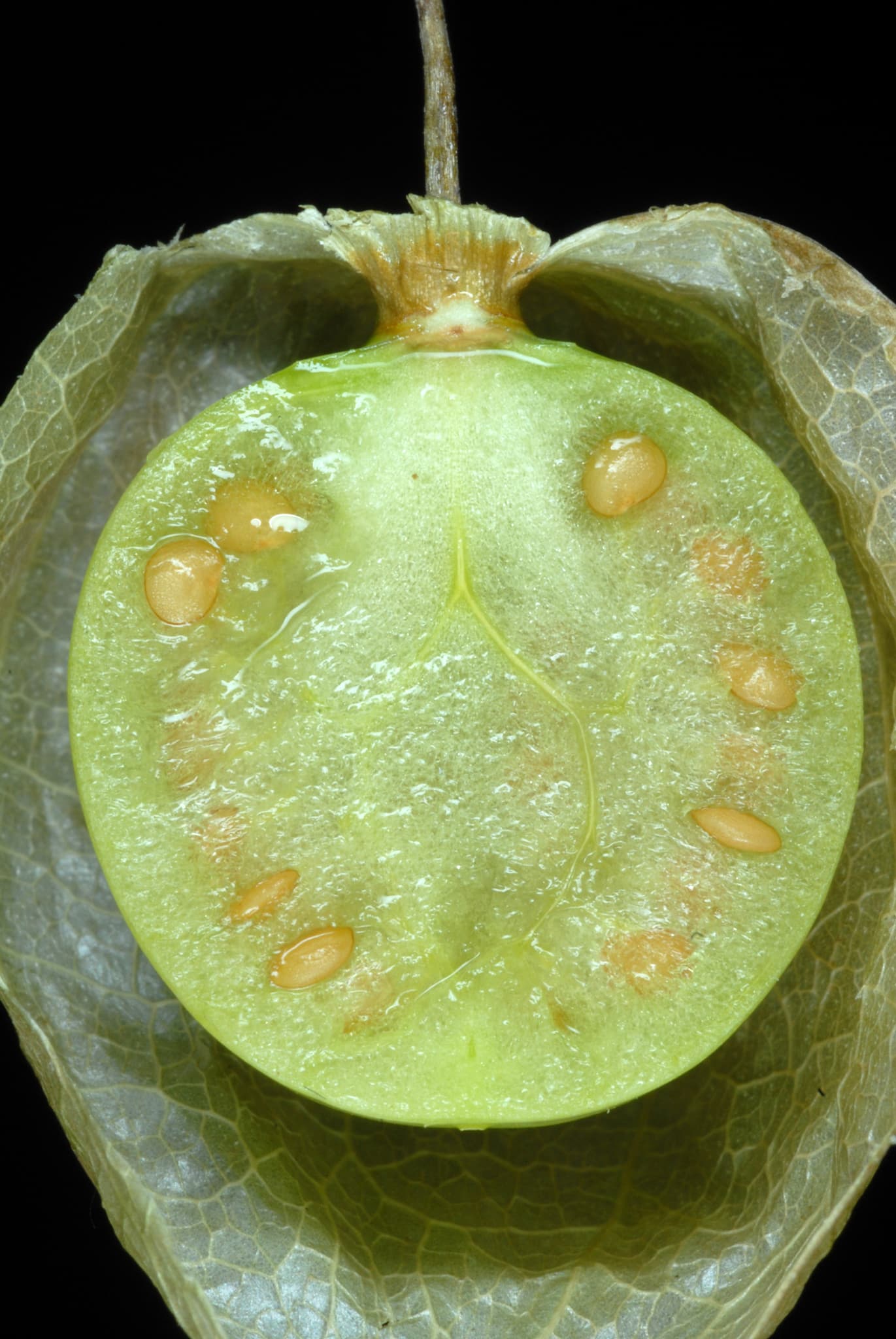 Ceplukan