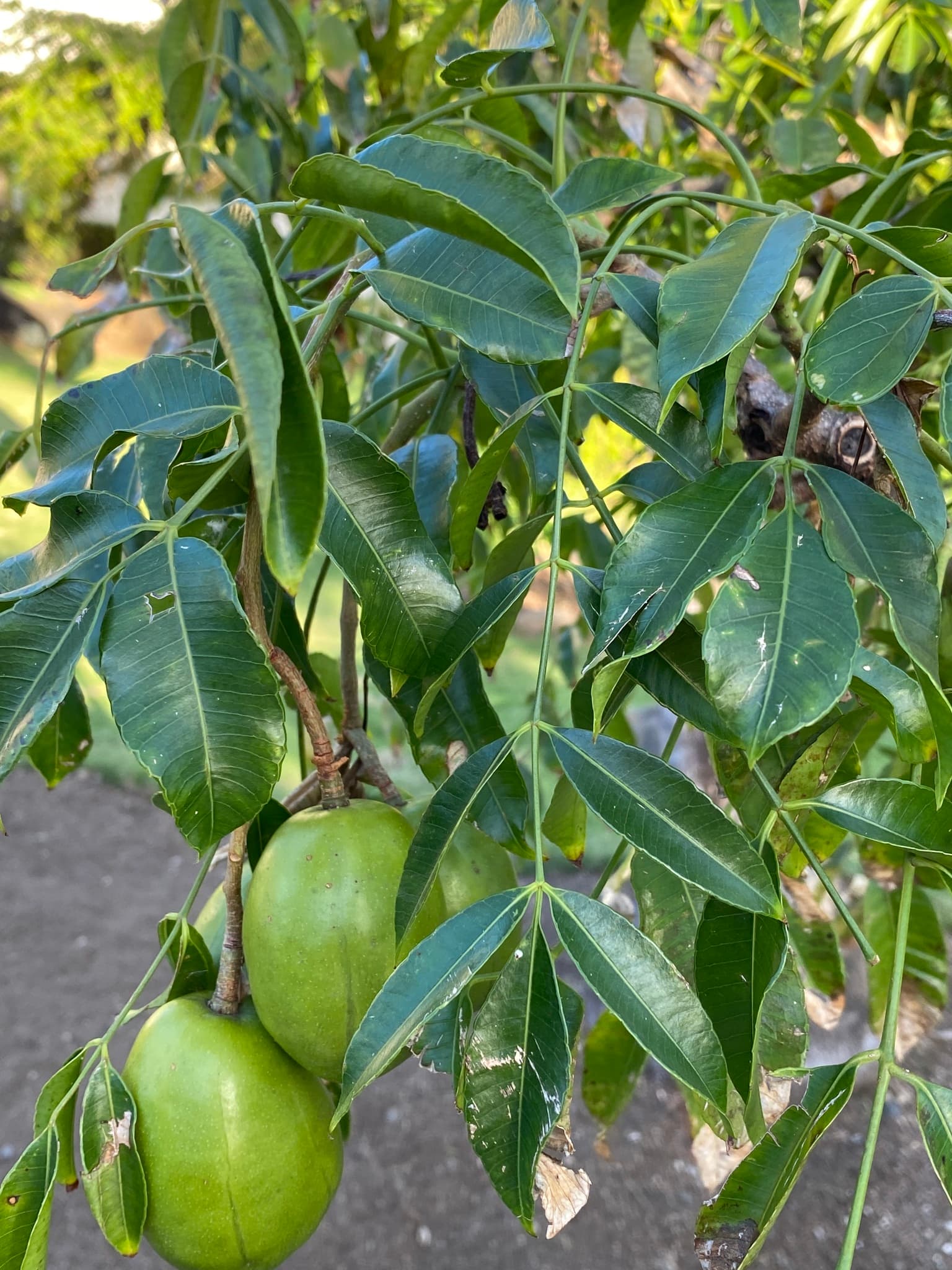 Kedondong
