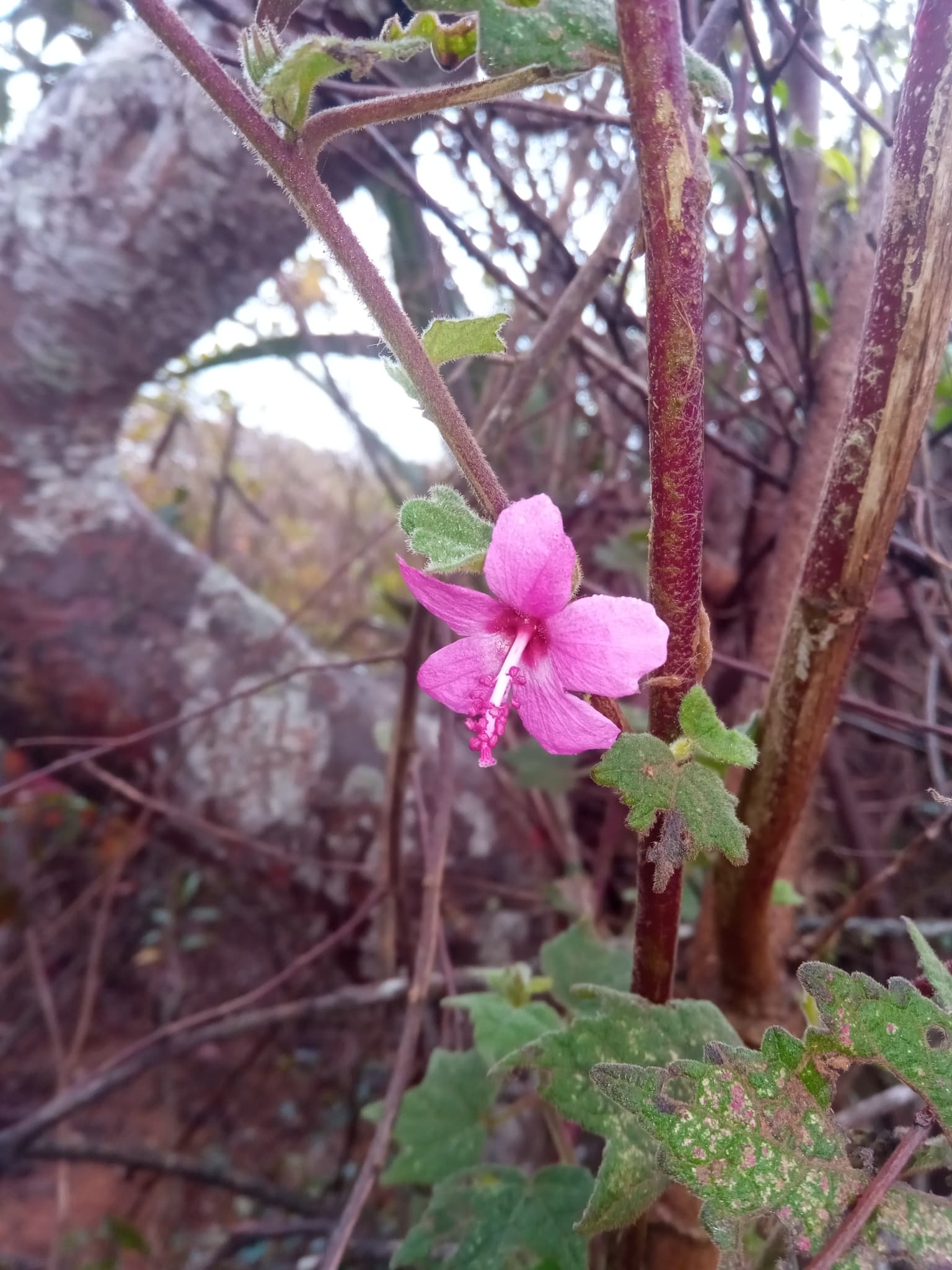 Pulutan