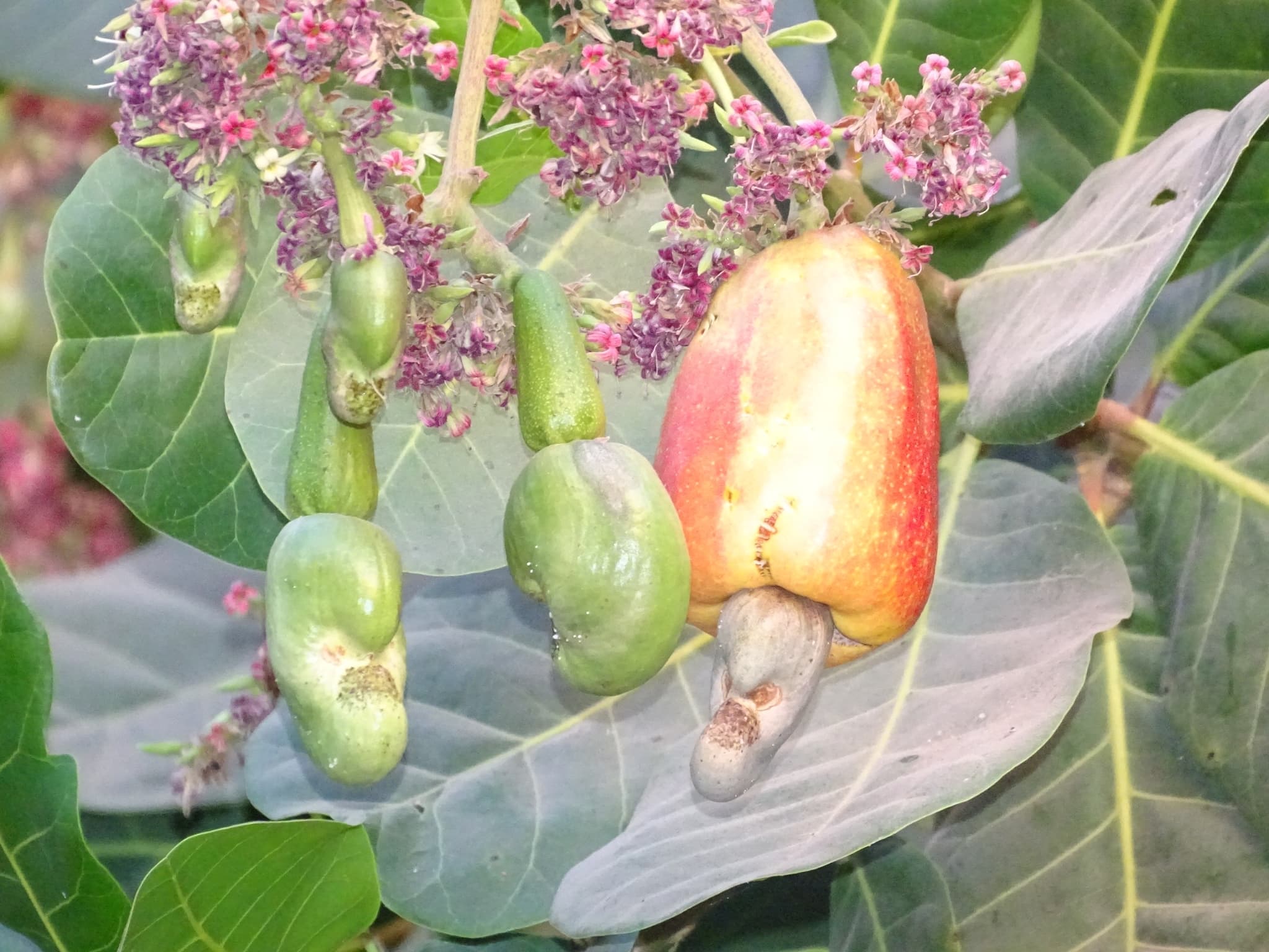 Jambu Mete