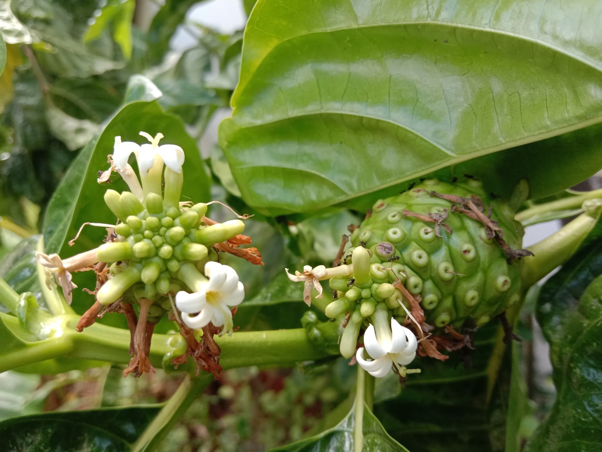 Mengkudu