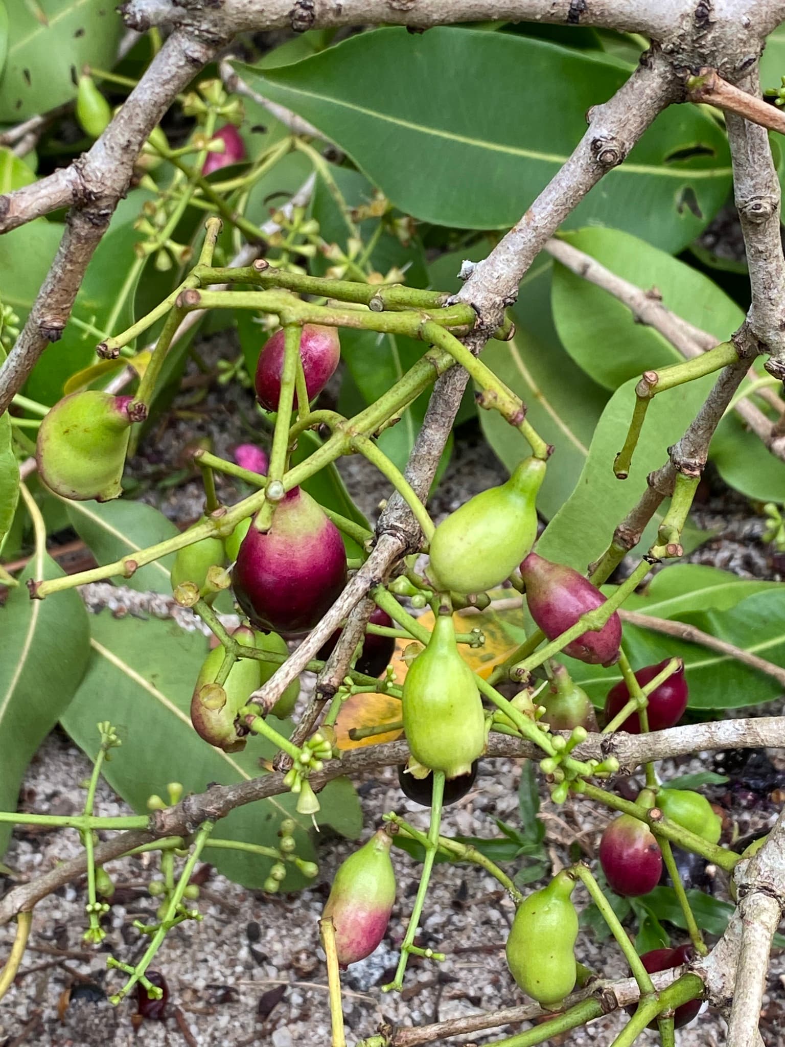Jamblang