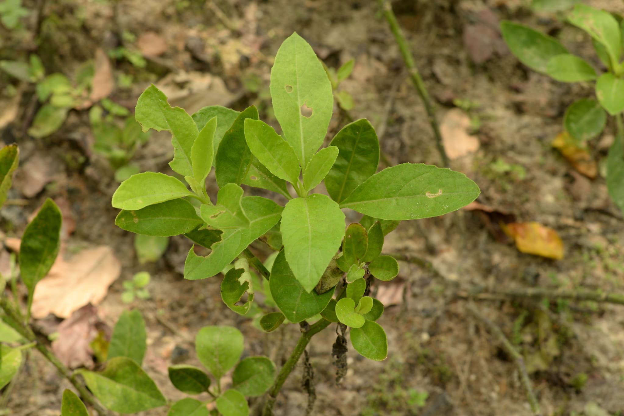 Daun Dewa