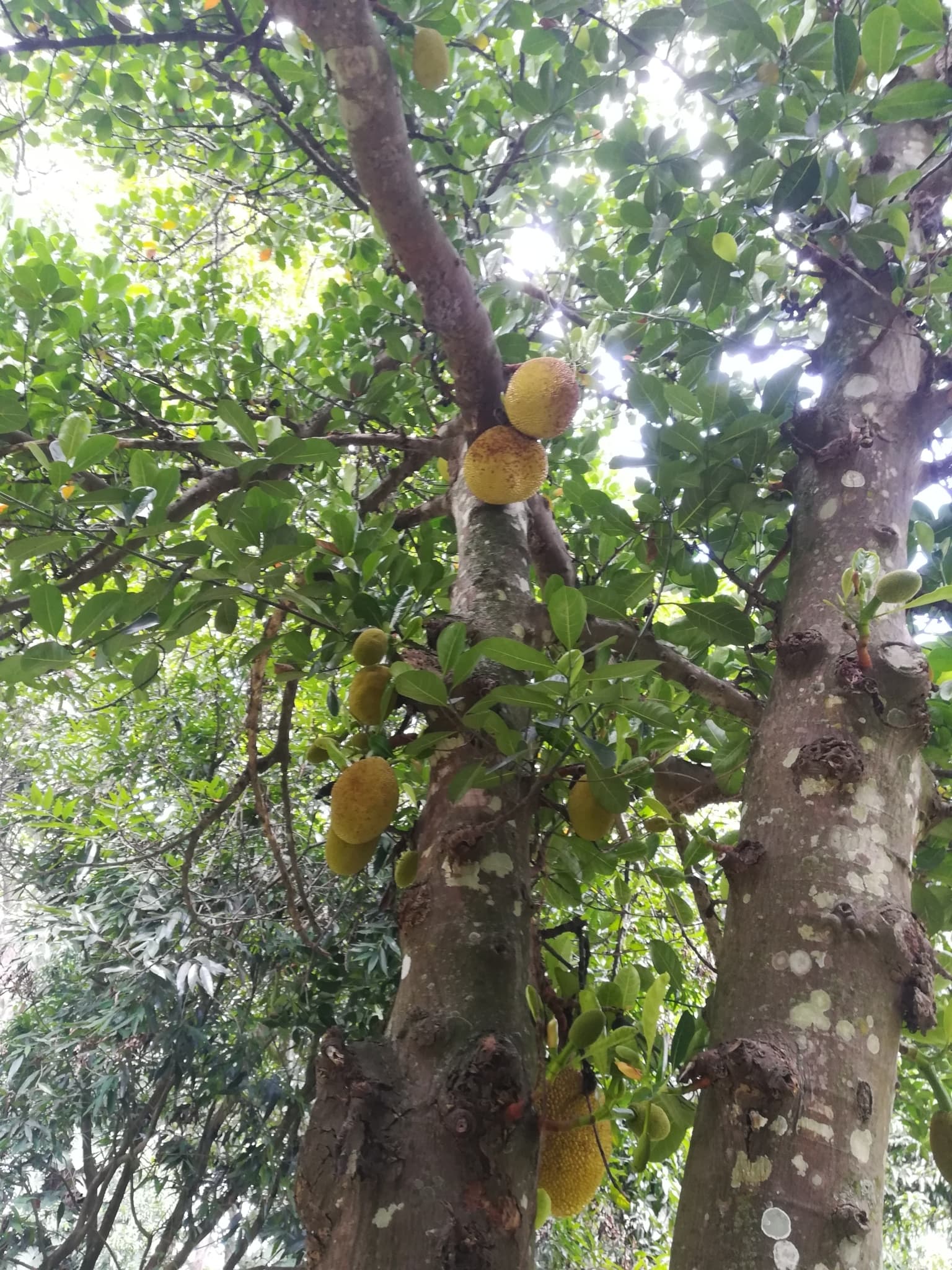 Nangka