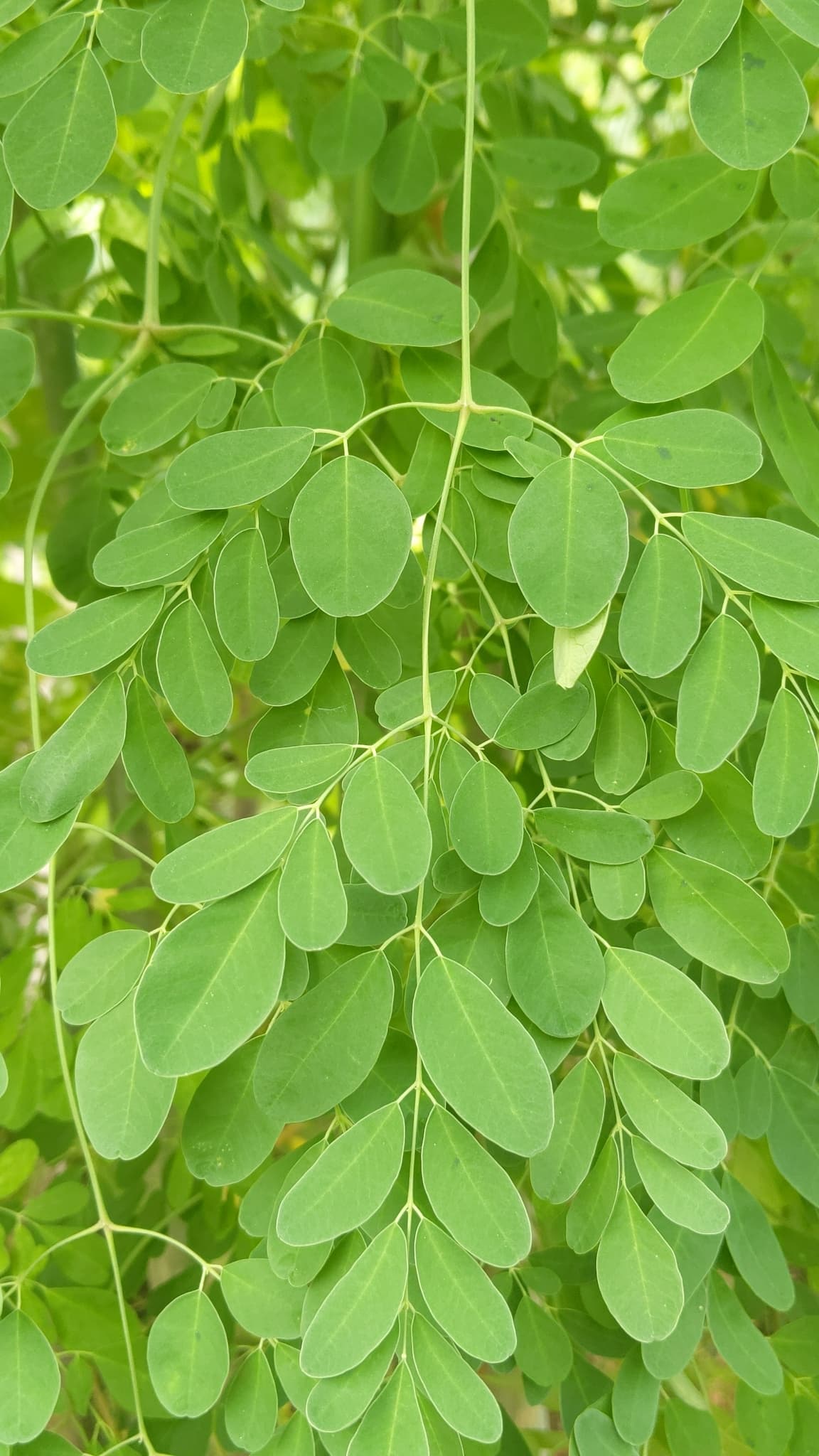 Daun Kelor