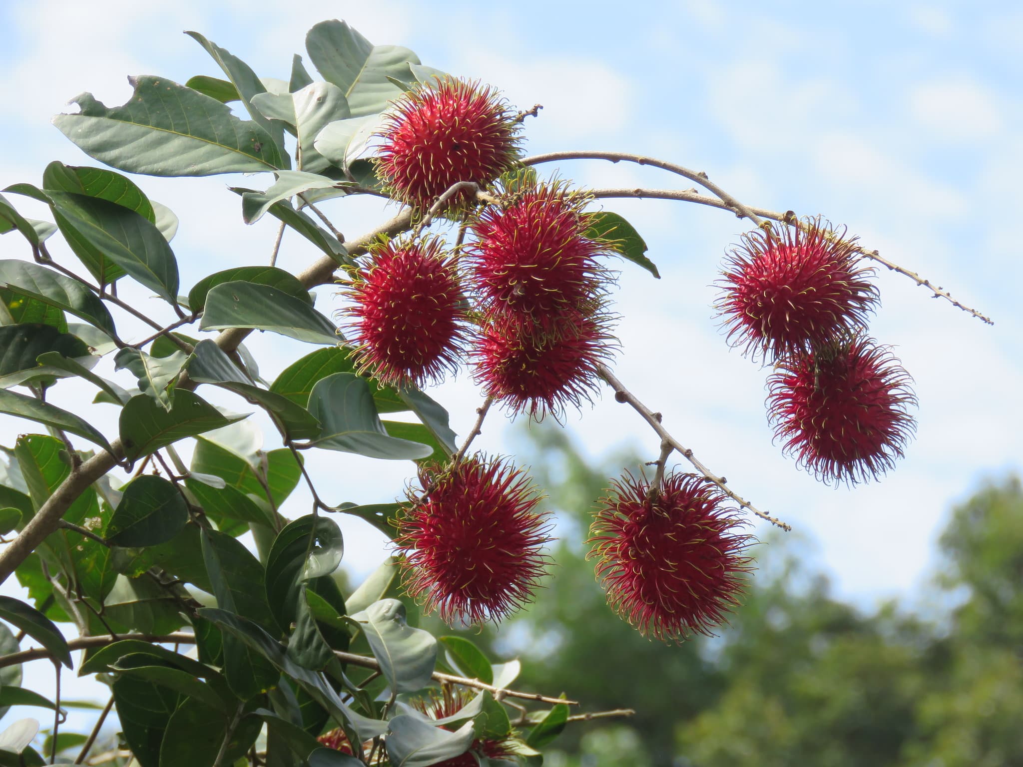 Rambutan