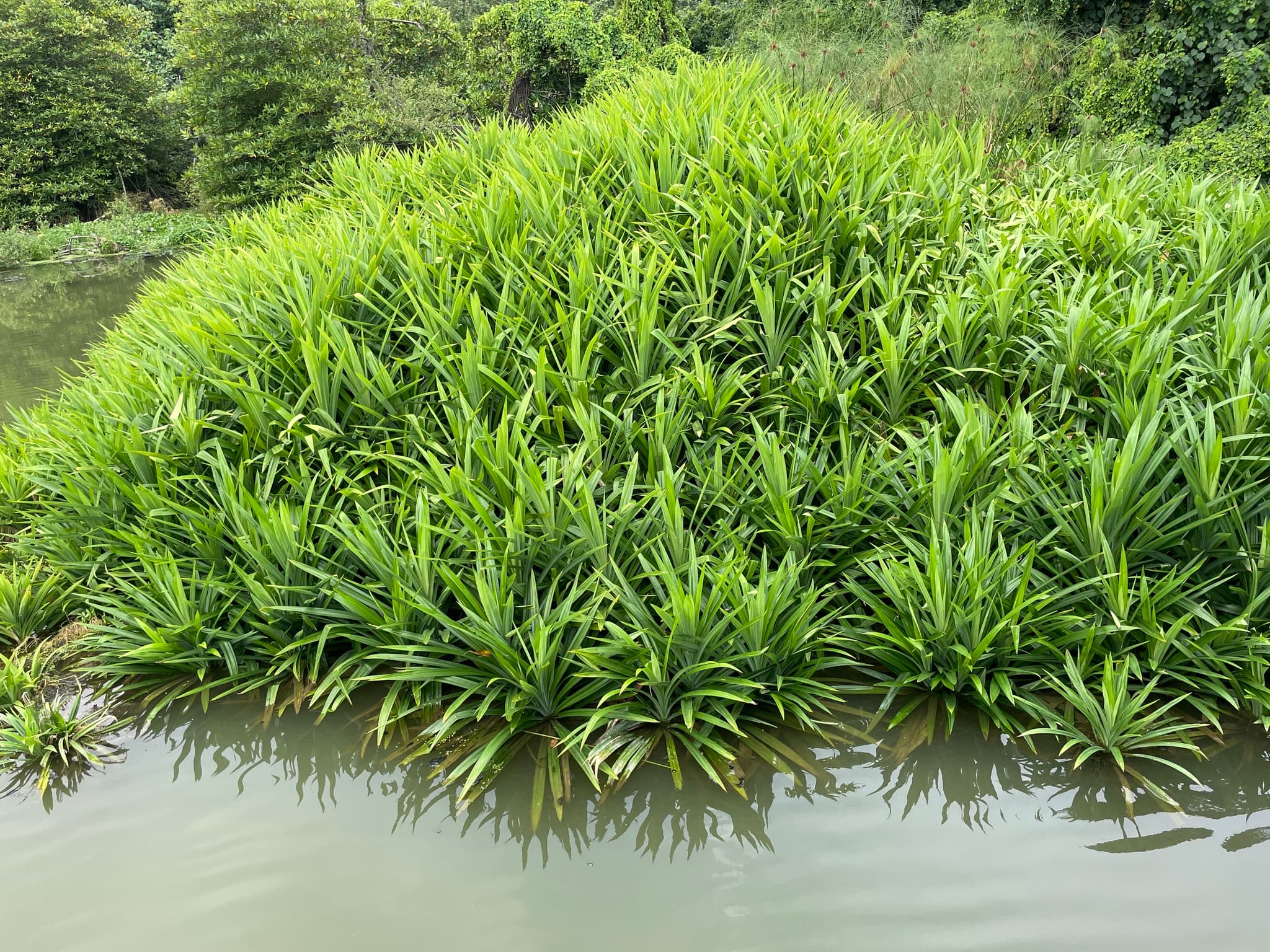 Pandan