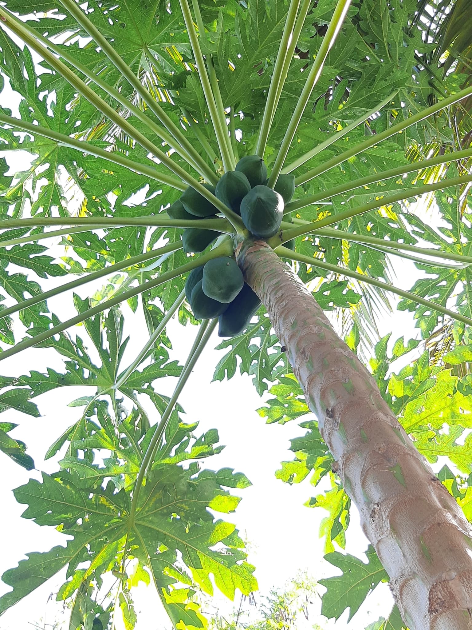 Pepaya