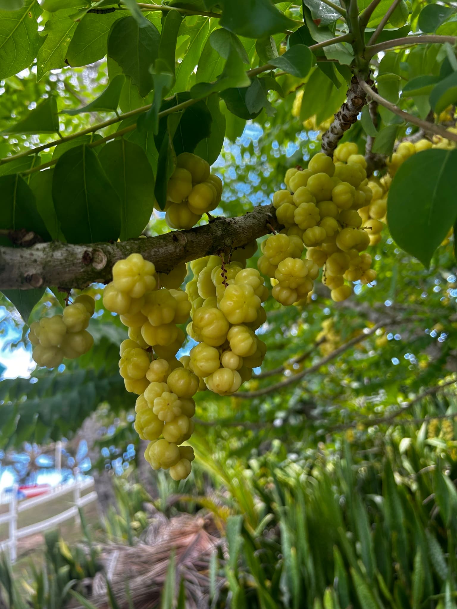 Ceremai