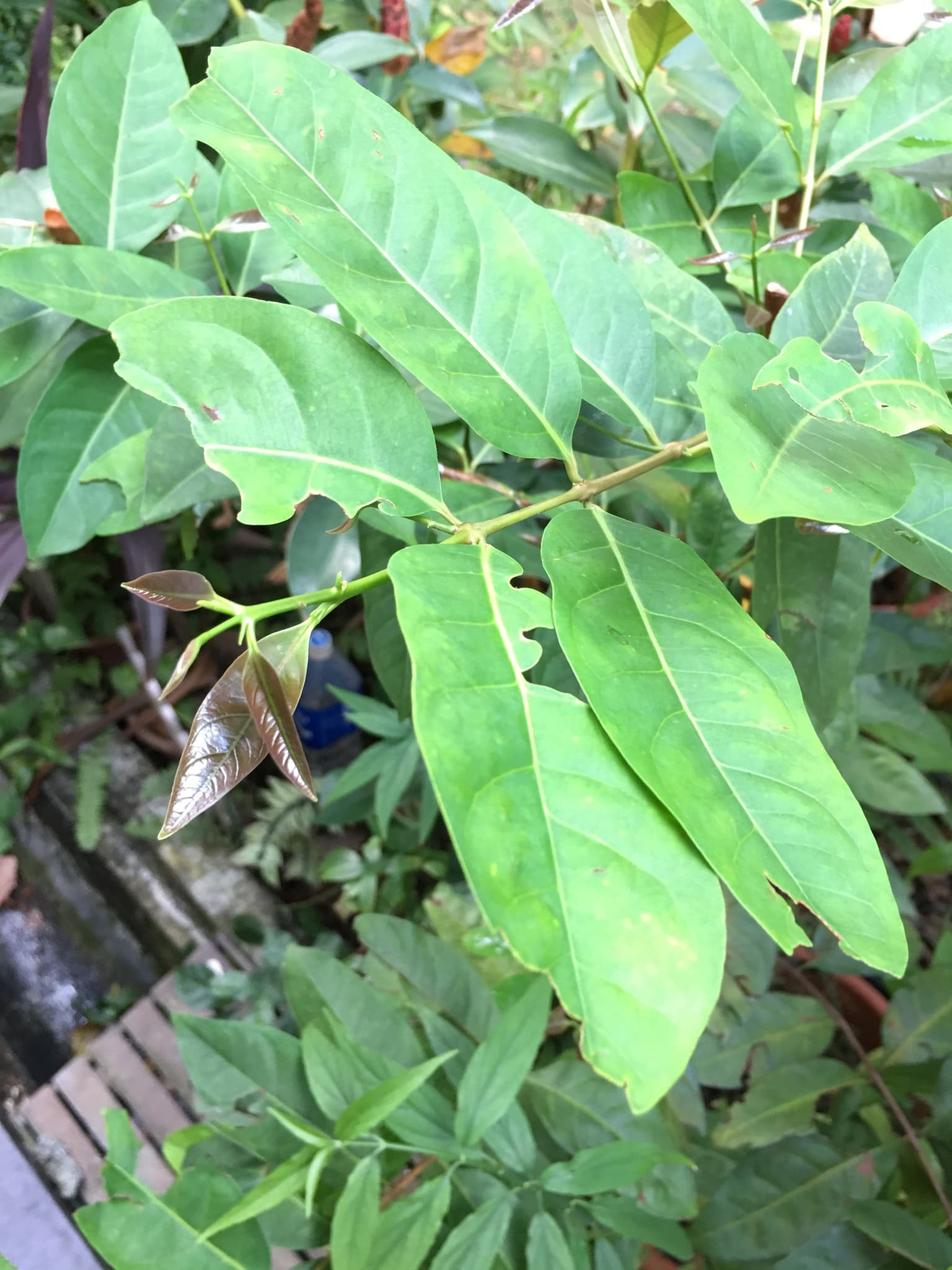 Daun Salam