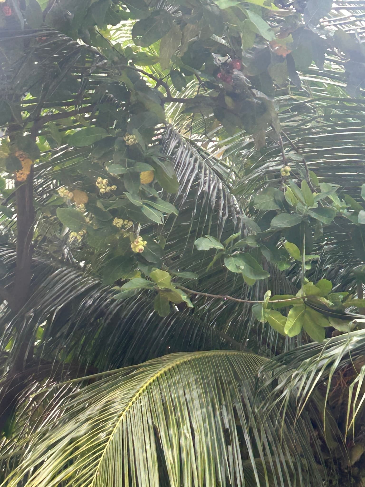 Jambu Air