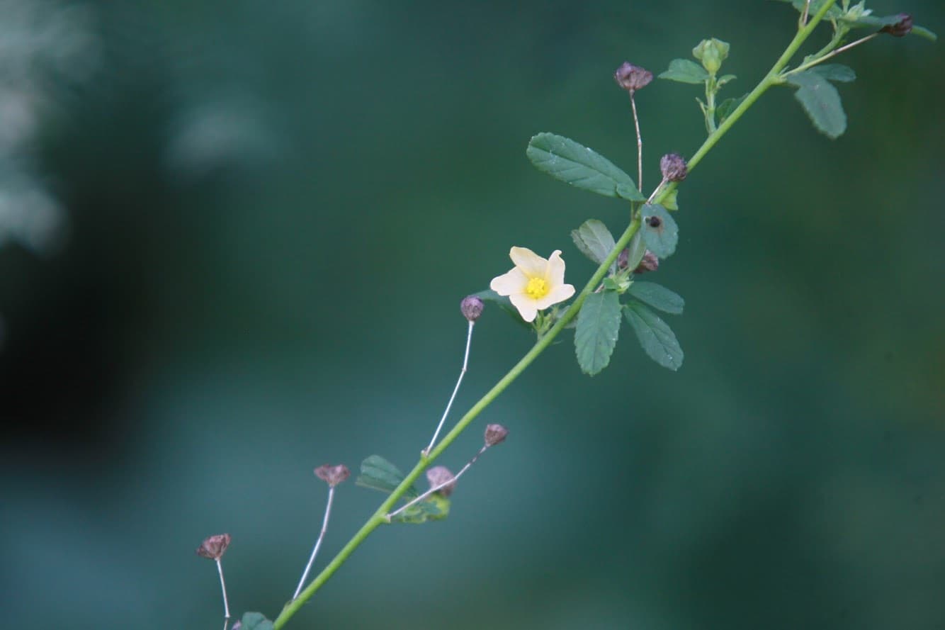 Sidaguri