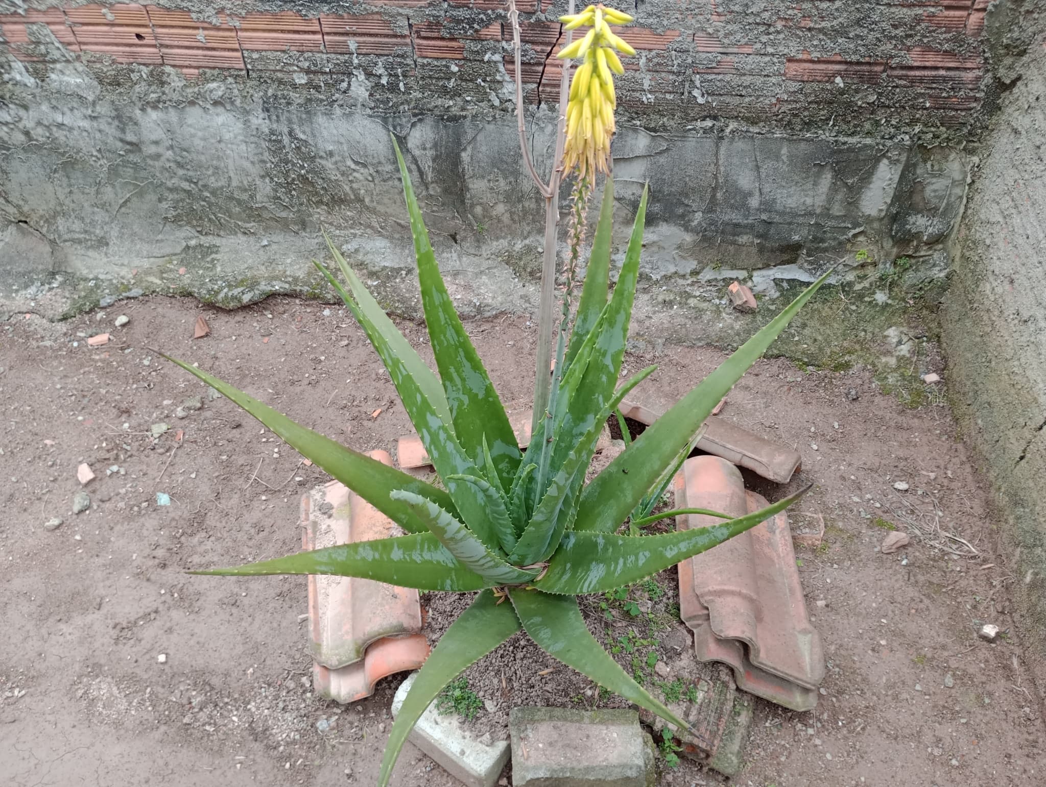 Lidah Buaya