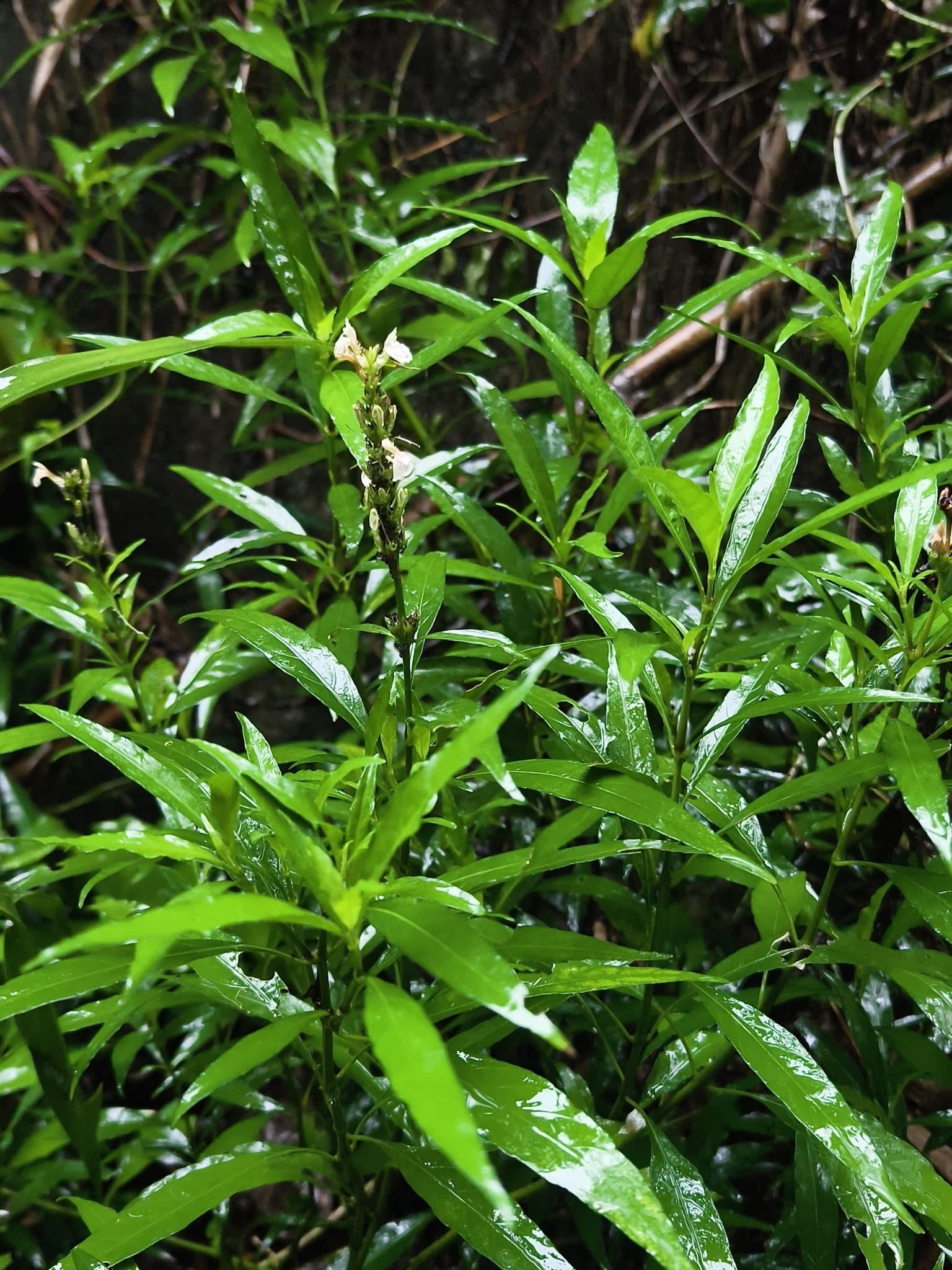 Gandarusa