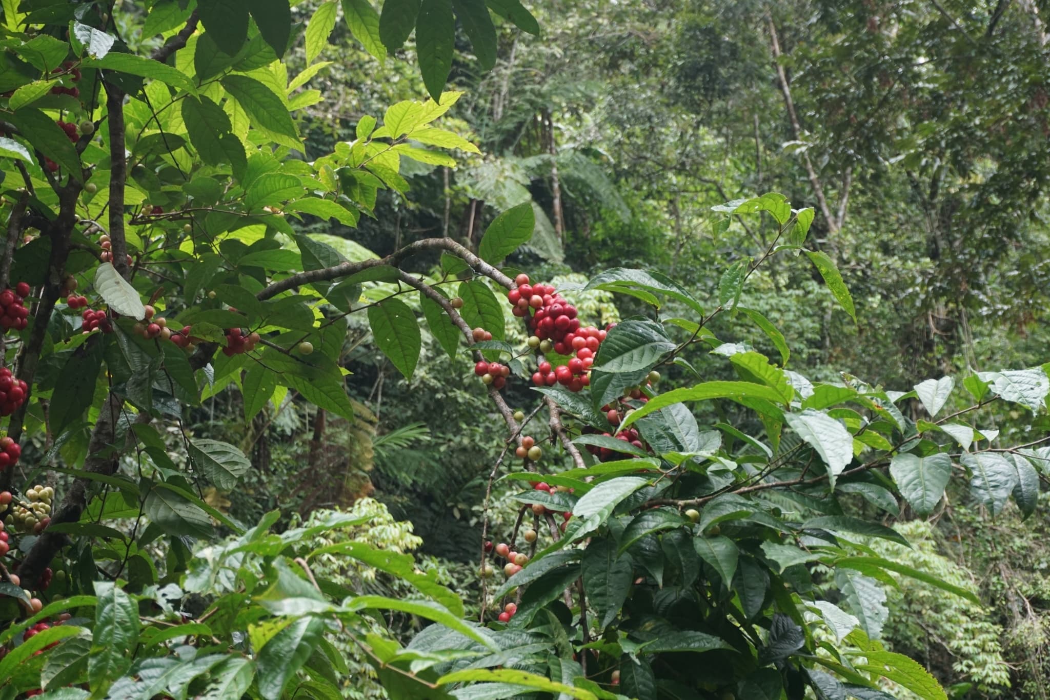 Kopi